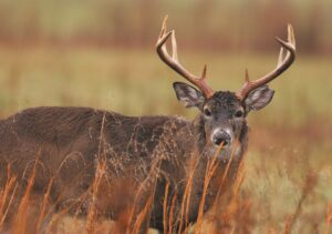 Reports of deer dying from hemorrhagic disease hit West Virginia